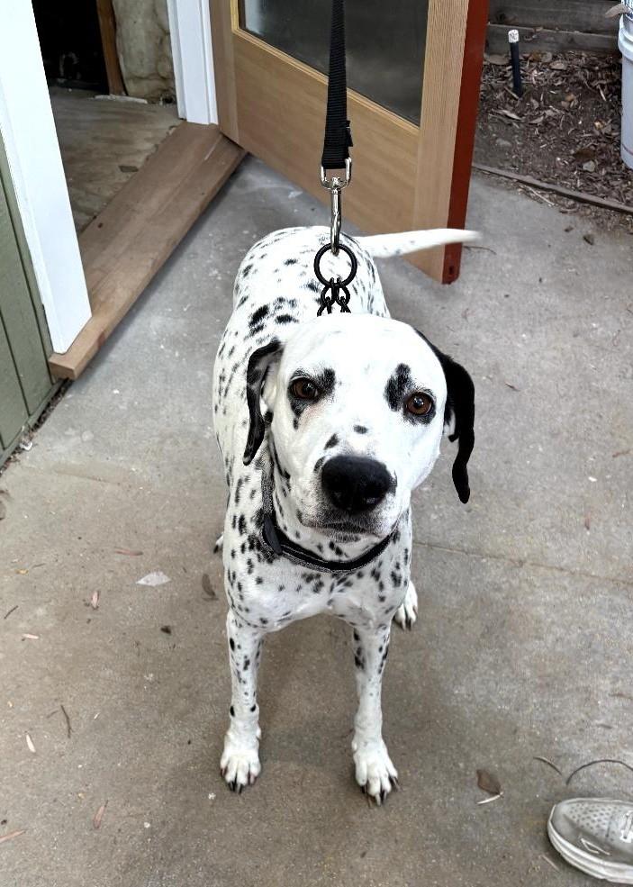 Darla-Agoura Hills, CA, a ADOPTABLE Dalmatian in San Diego, CA image 1/2