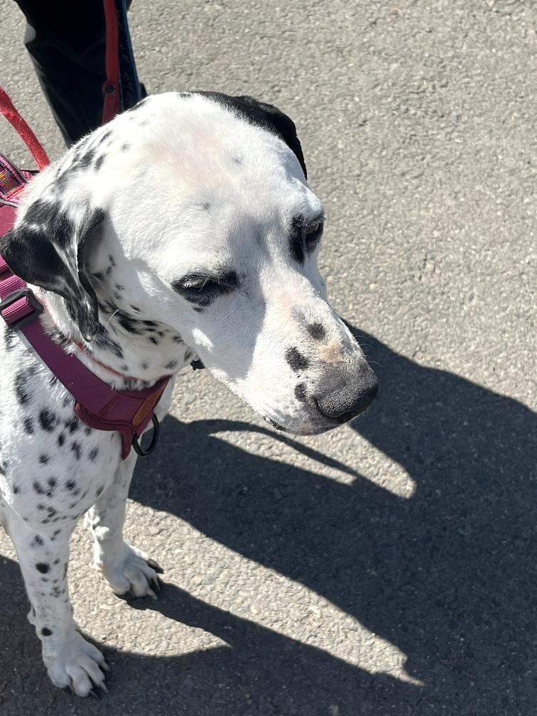 Darla-Medford, OR, an adoptable Dalmatian in Medford, OR image 2/6