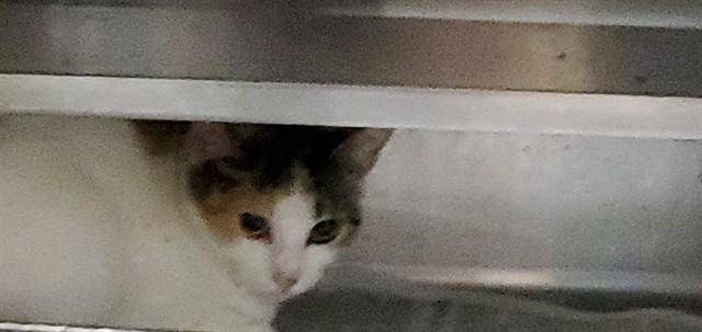 PRIAM, Adoptable, Young Female Domestic Short Hair.