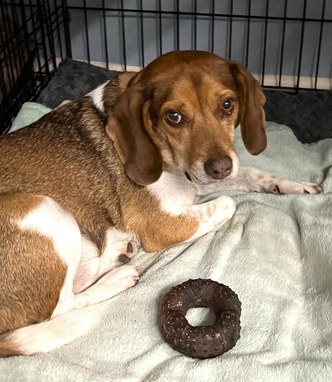 Enlarge Levi, a ADOPTABLE Beagle in Tomball, TX image 1/6