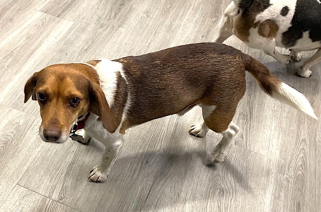 Enlarge Levi, a ADOPTABLE Beagle in Tomball, TX image 4/6