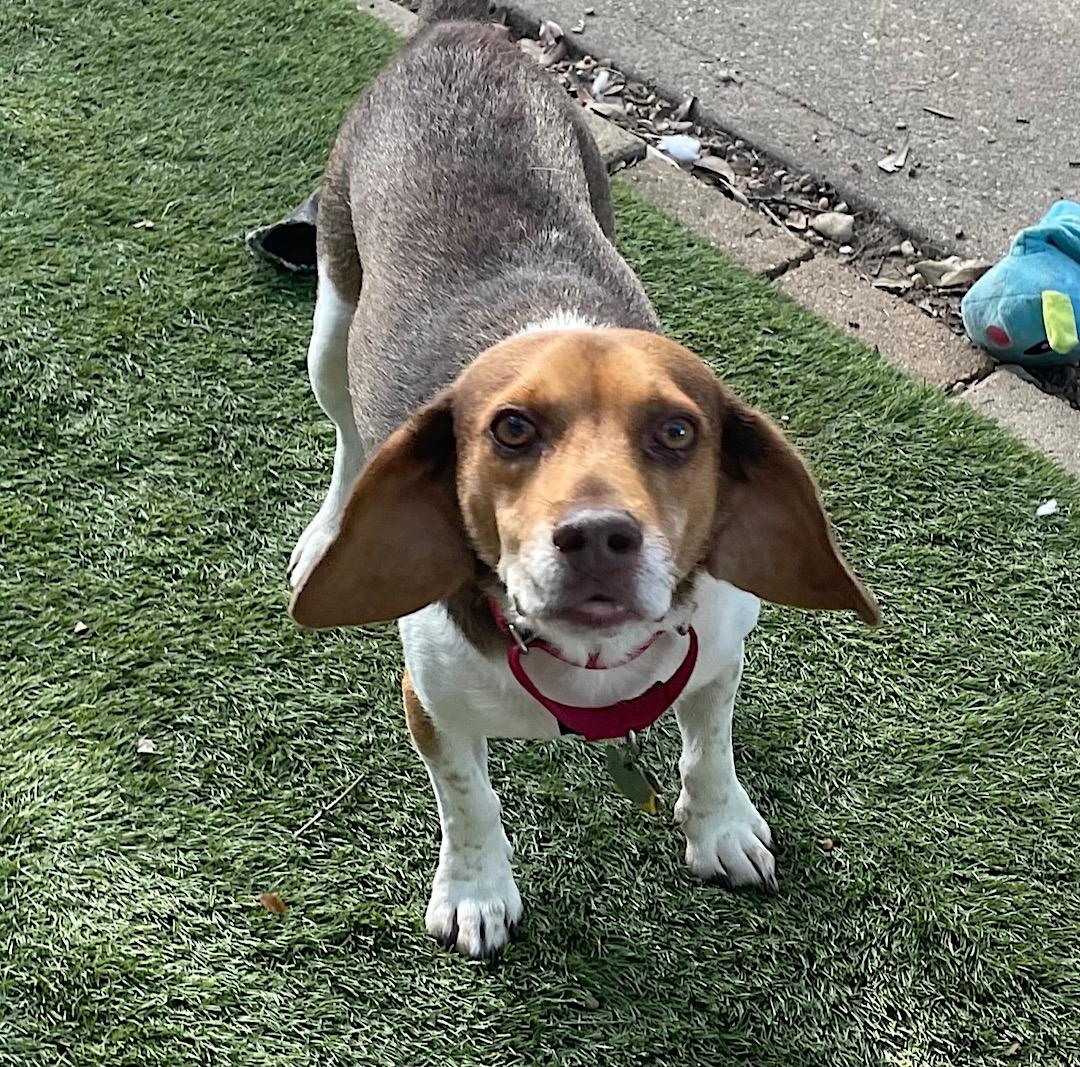 Enlarge Levi, a ADOPTABLE Beagle in Tomball, TX image 5/6