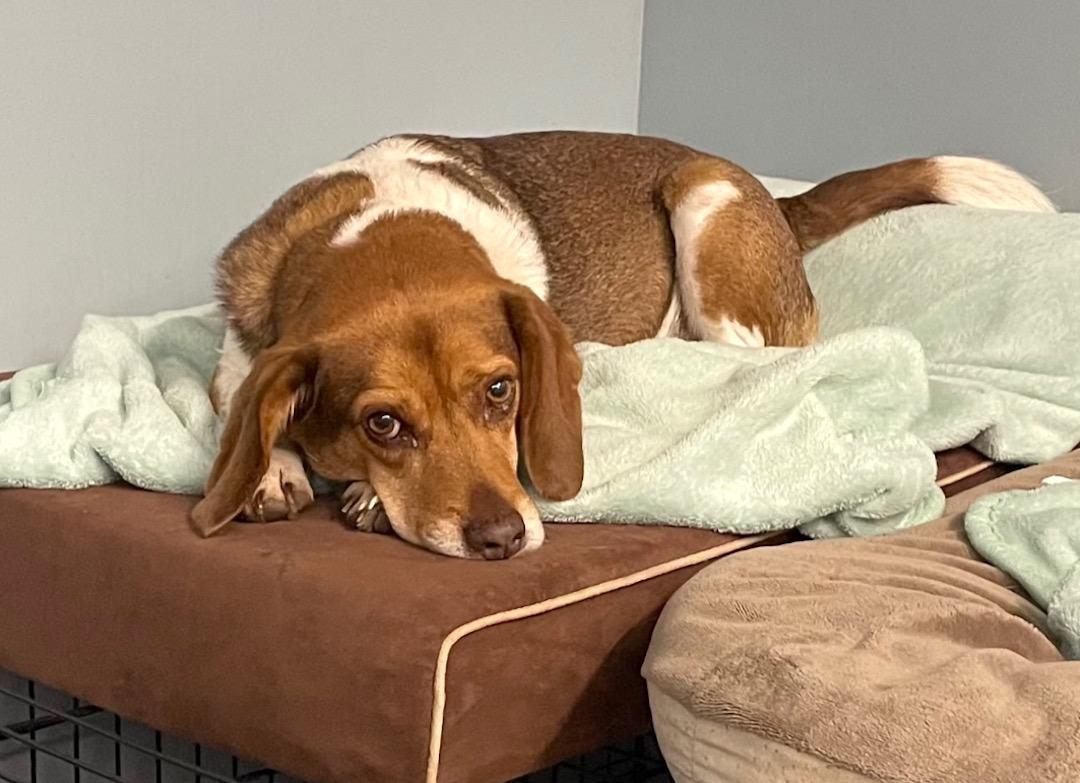 Enlarge Levi, a ADOPTABLE Beagle in Tomball, TX image 2/6