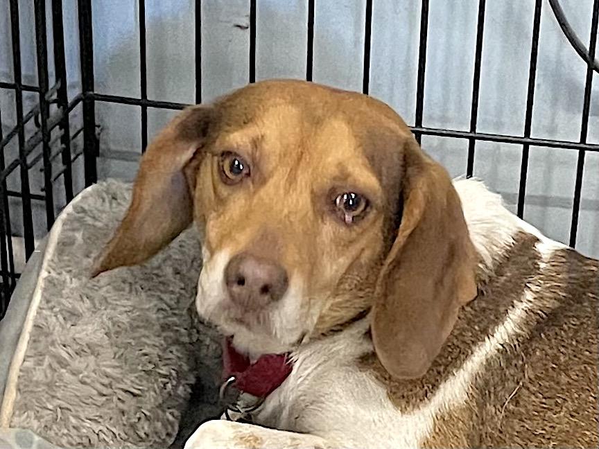 Enlarge Levi, a ADOPTABLE Beagle in Tomball, TX image 3/6