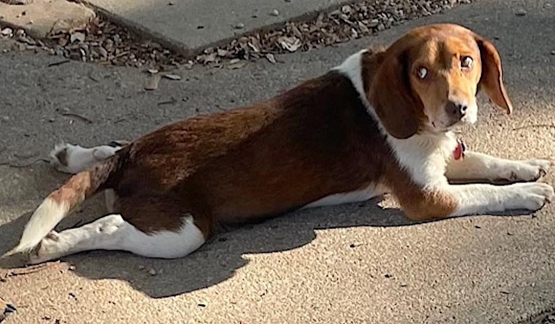 Levi — thumbnail 6