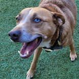Enlarge Red (spayed), a Adoptable mixed breed in Commerce, TX image 1/4