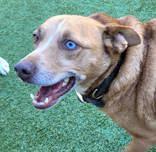 Enlarge Red (spayed), a Adoptable mixed breed in Commerce, TX image 2/4