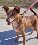 Enlarge Red (spayed), a Adoptable mixed breed in Commerce, TX image 3/4