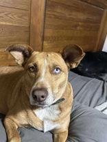 Enlarge Red (spayed), a Adoptable mixed breed in Commerce, TX image 4/4