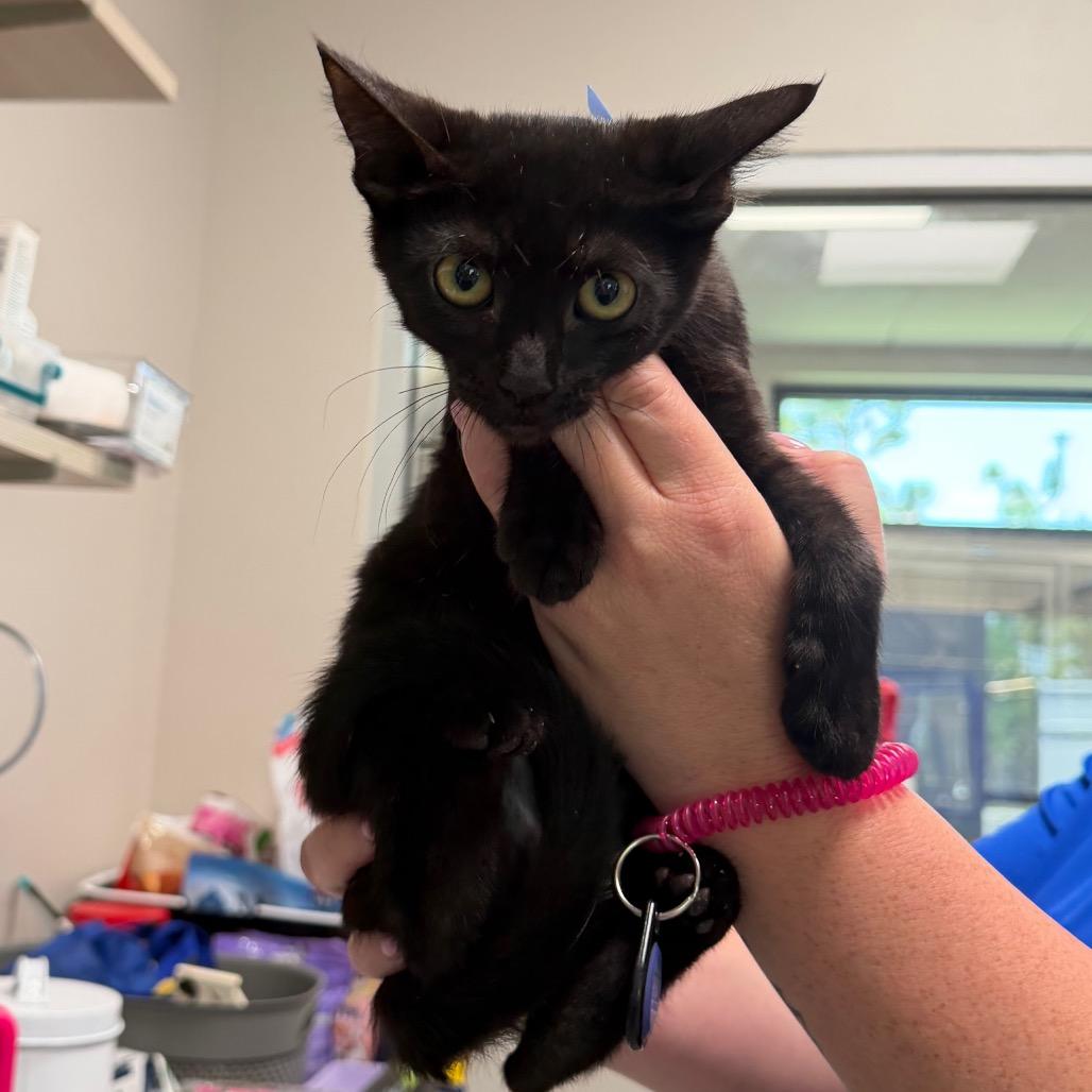 Enlarge Cocoa, a Adoptable Domestic Short Hair in Englewood, FL image 1/1