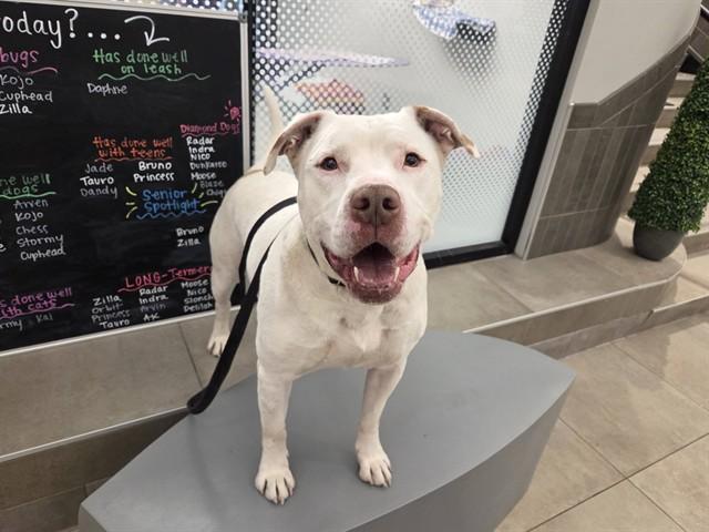 TAURO, Adoptable, Adult Male English Bulldog & Pit Bull Terrier.