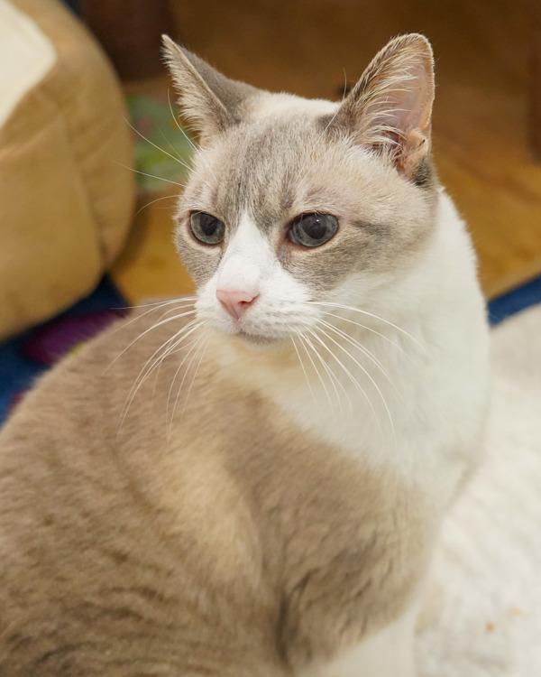 Squeaky, Adoptable, Senior Female Domestic Short Hair & Snowshoe.