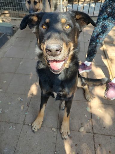 Baloo 1