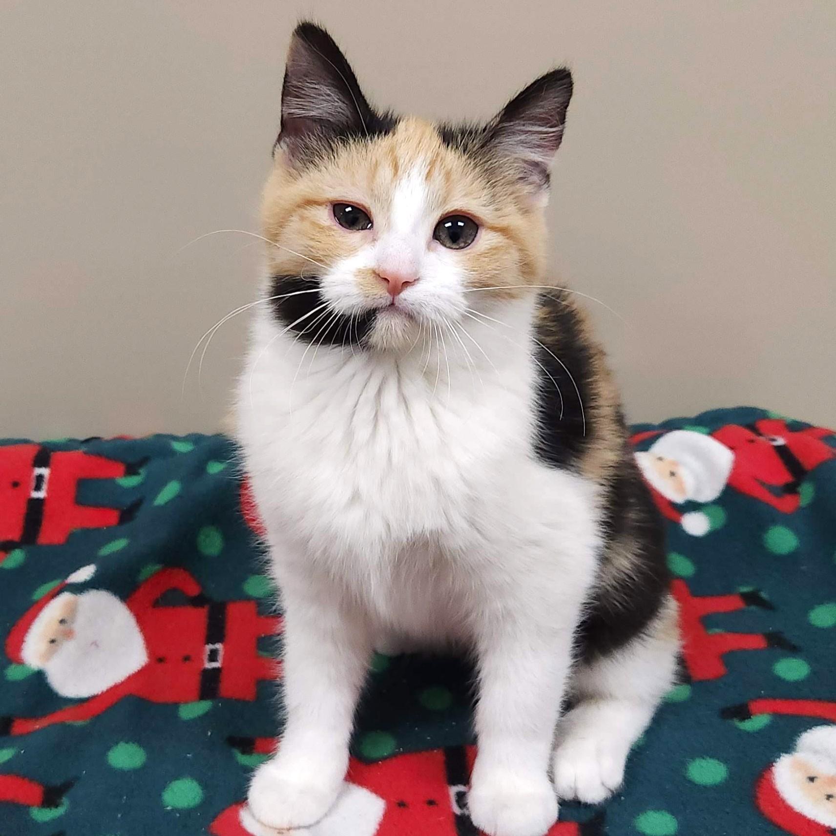 Enlarge Velociraptor, an adopted Calico in Marshfield, WI image 1/4