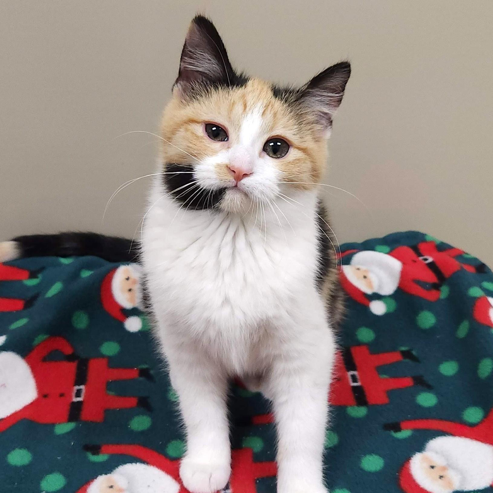 Enlarge Velociraptor, an adopted Calico in Marshfield, WI image 2/4