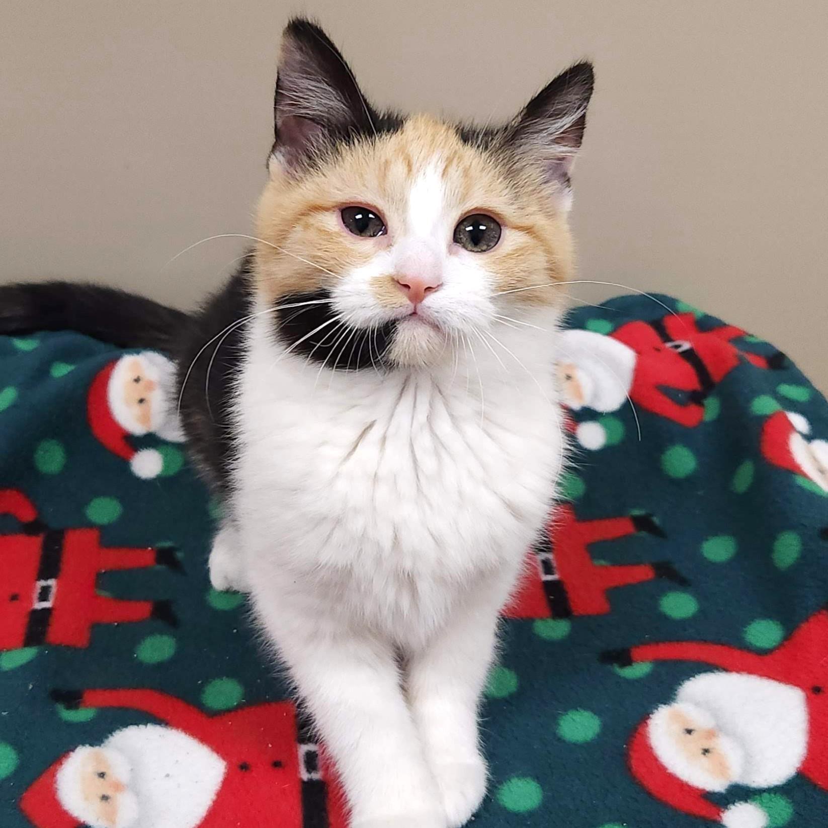 Enlarge Velociraptor, an adopted Calico in Marshfield, WI image 3/4