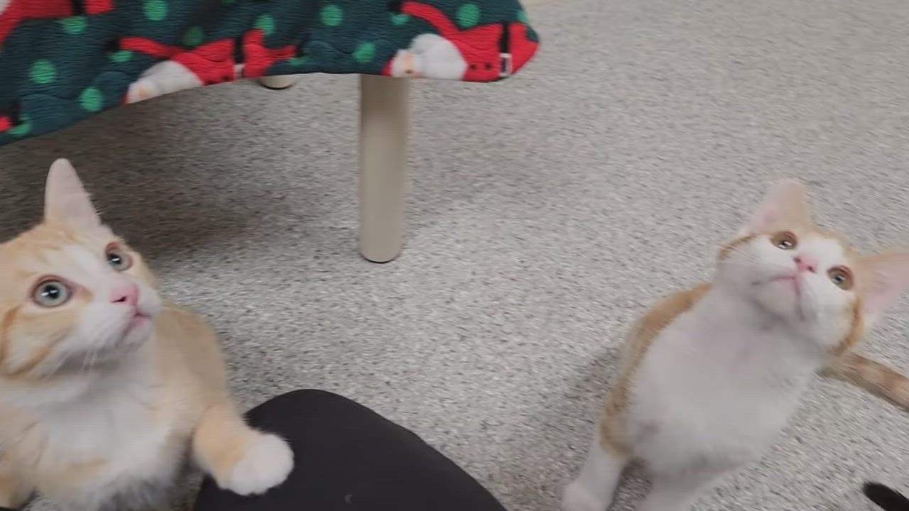 Enlarge Velociraptor, an adopted Calico in Marshfield, WI video 4/4