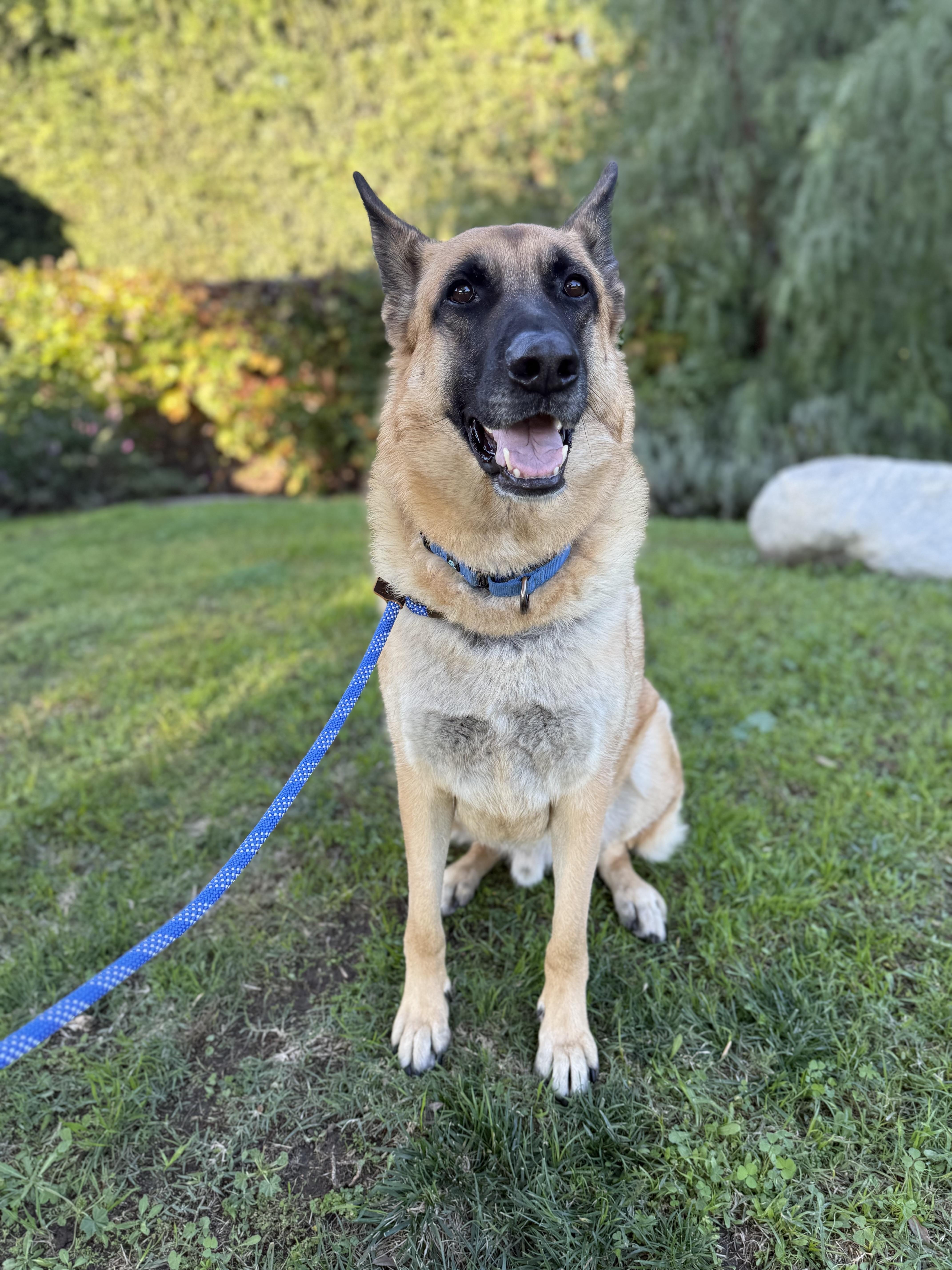 Enlarge SIR CHARLES, a ADOPTABLE mixed breed in Los Angeles, CA image 3/5