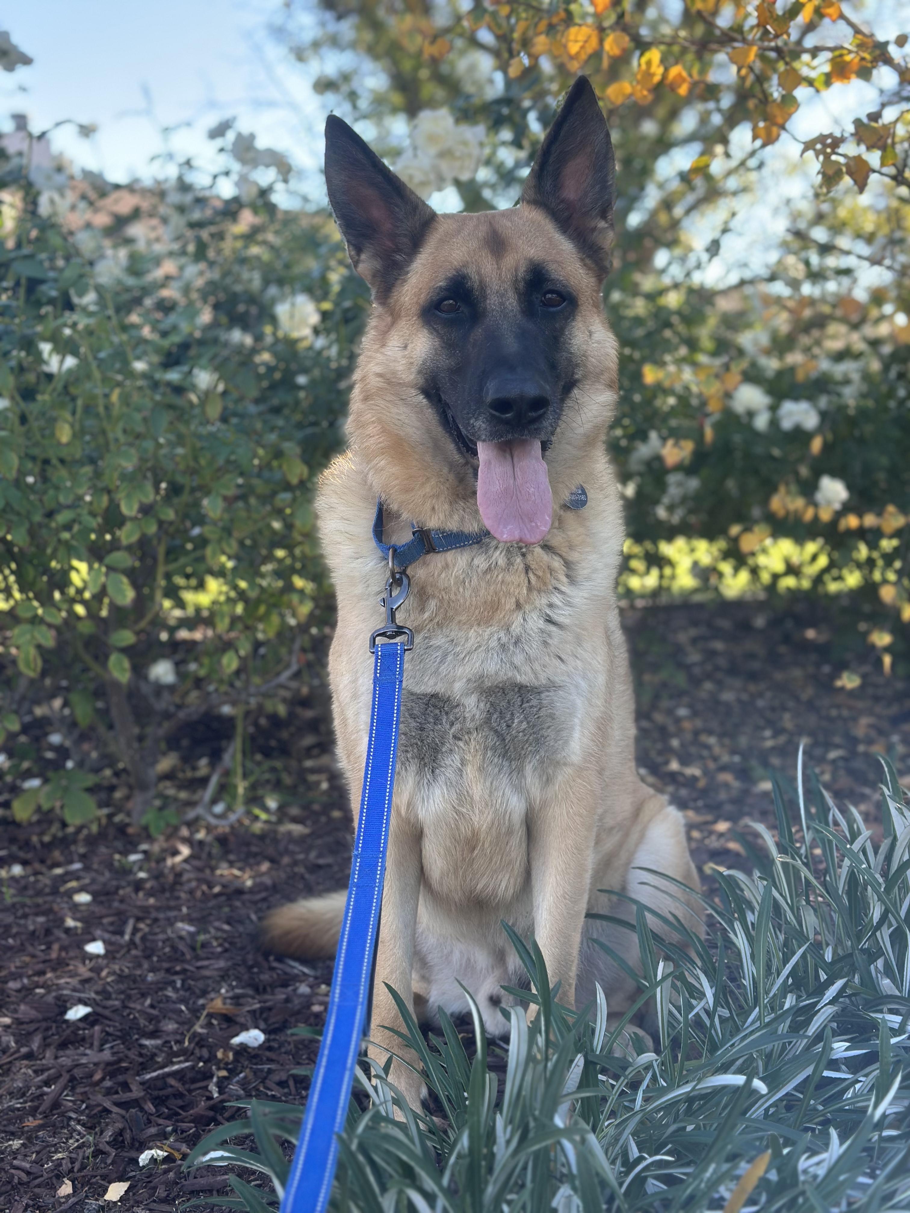 Enlarge SIR CHARLES, a ADOPTABLE mixed breed in Los Angeles, CA image 2/5