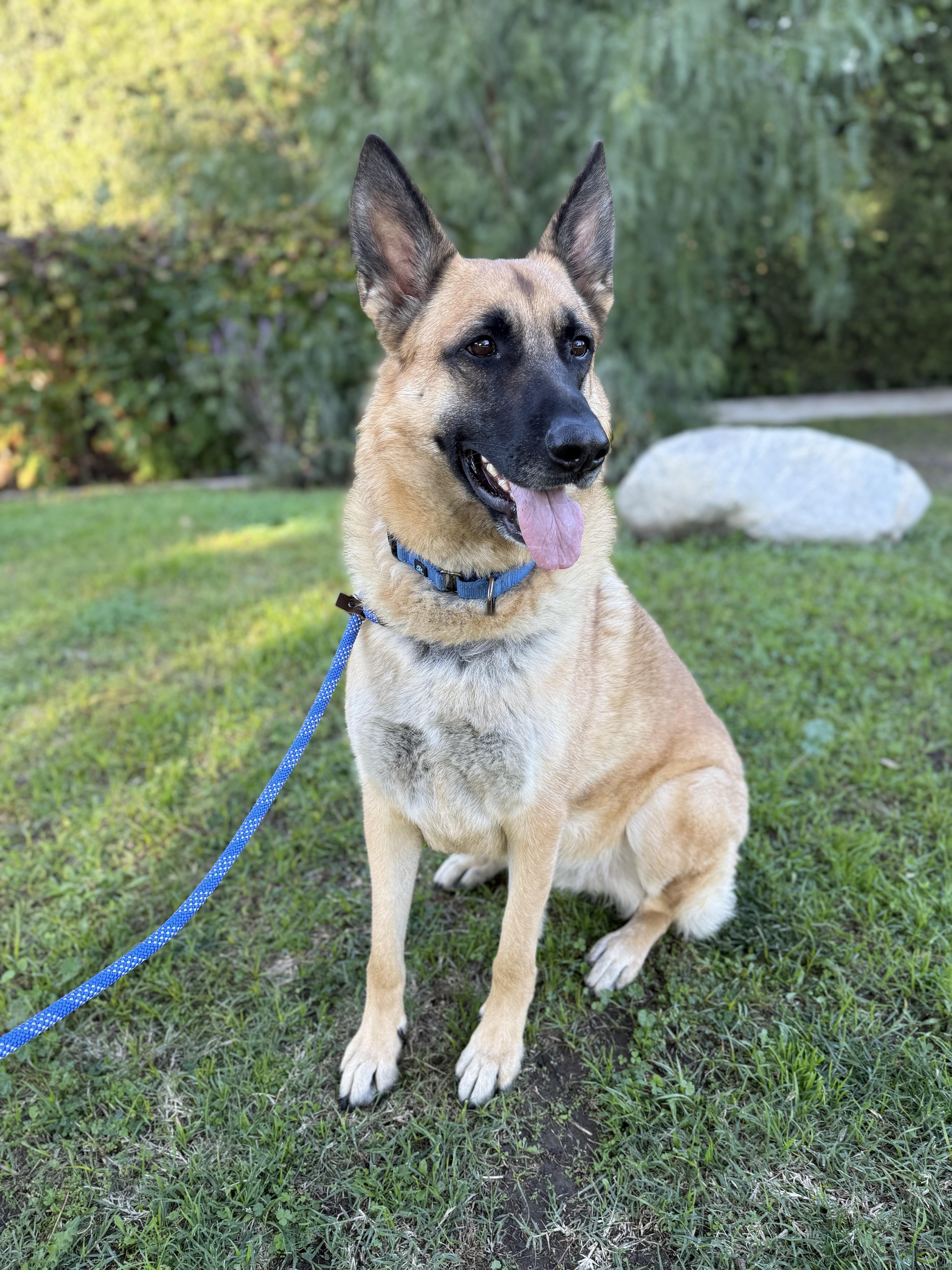 SIR CHARLES, ADOPTABLE, Adult Male German Shepherd Dog.