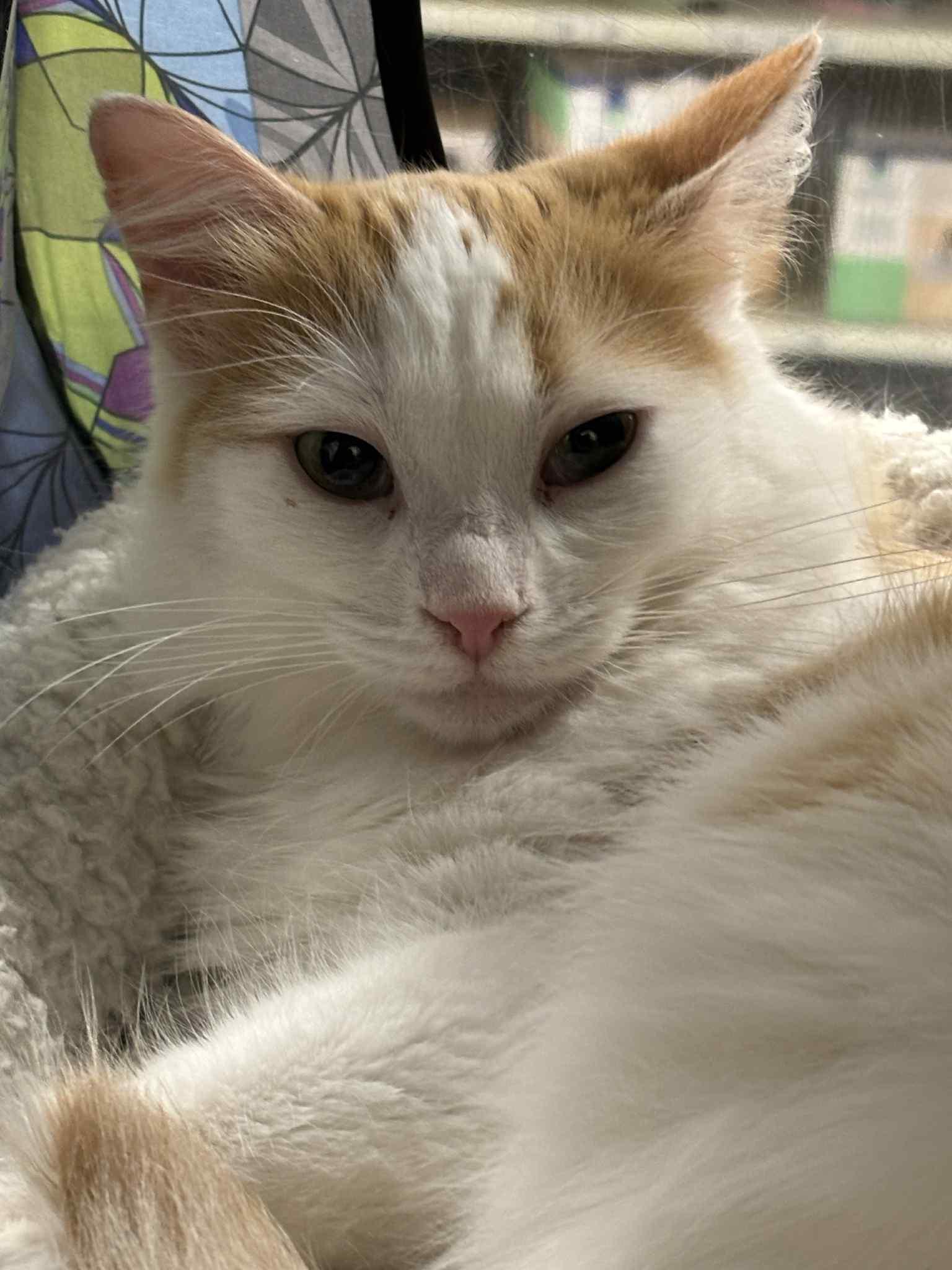 Enlarge Minney , a ADOPTABLE Domestic Medium Hair in London, ON image 1/6