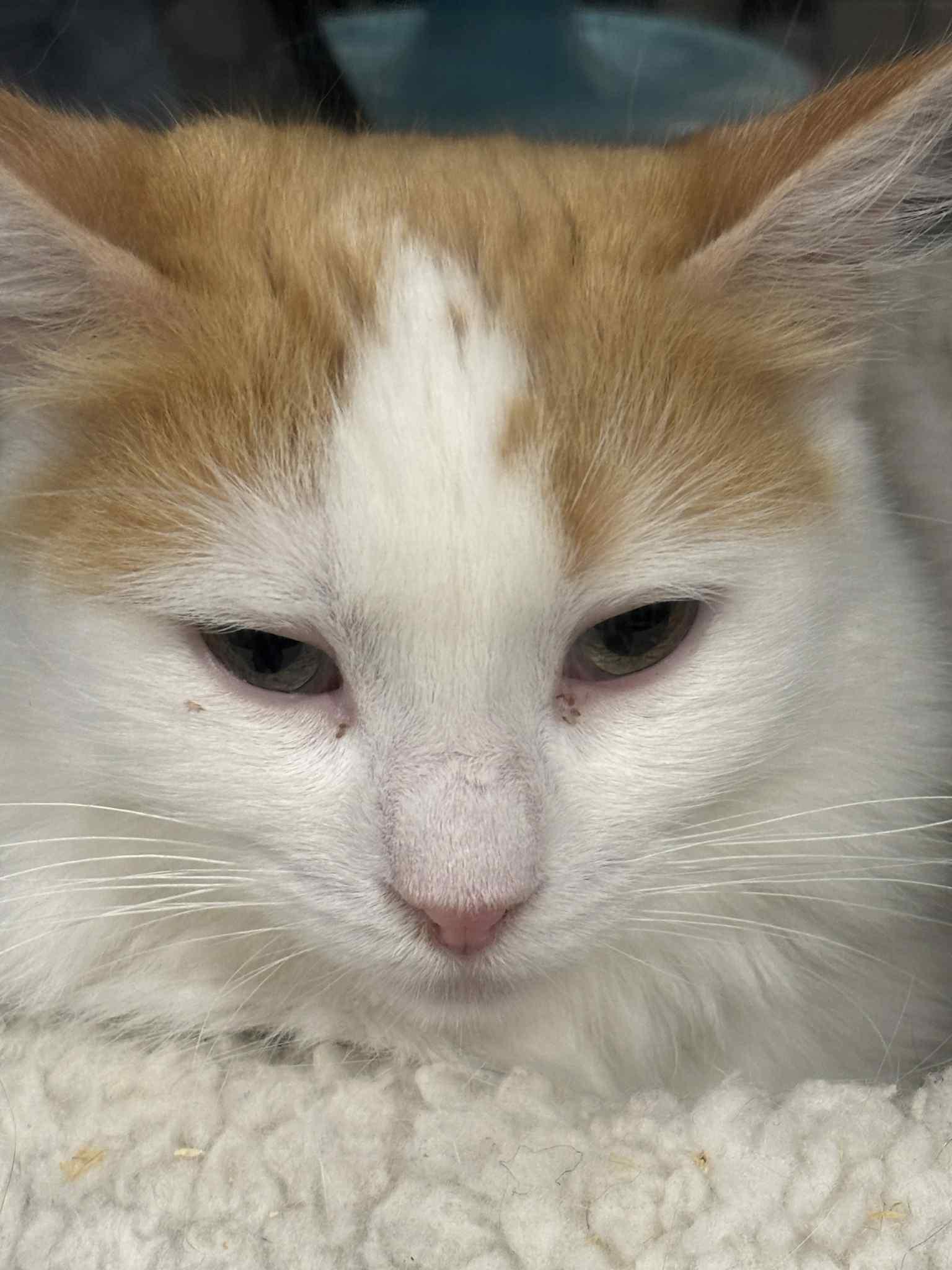 Enlarge Minney , a ADOPTABLE Domestic Medium Hair in London, ON image 6/6