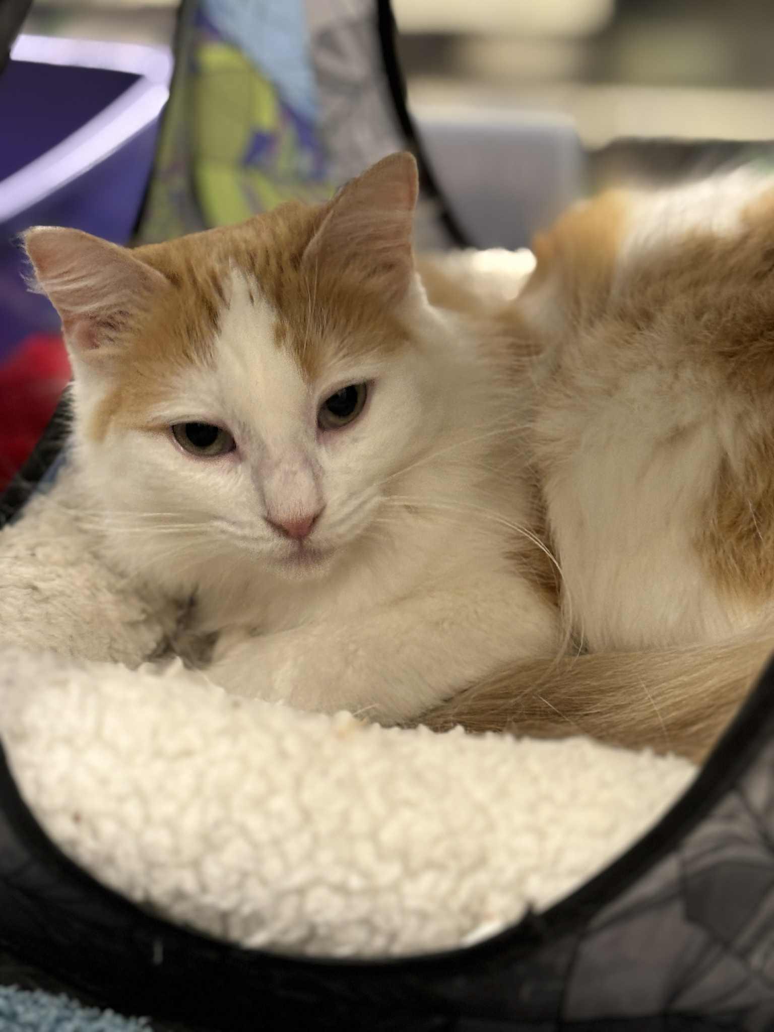 Enlarge Minney , a ADOPTABLE Domestic Medium Hair in London, ON image 4/6