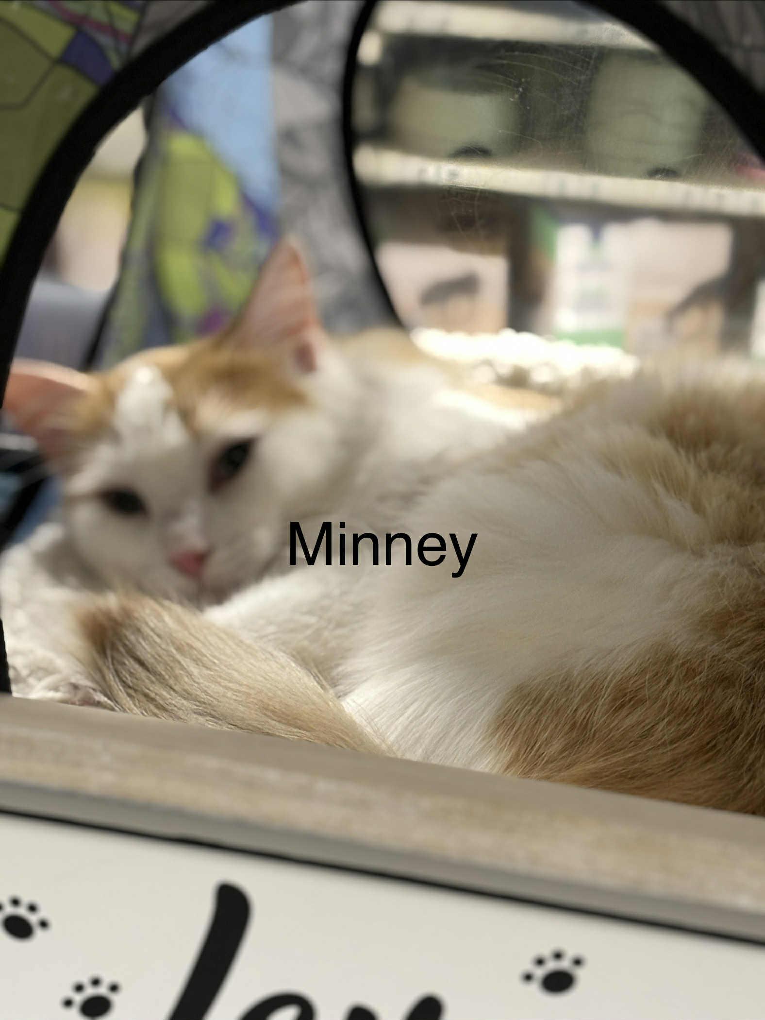 Enlarge Minney , a ADOPTABLE Domestic Medium Hair in London, ON image 2/6