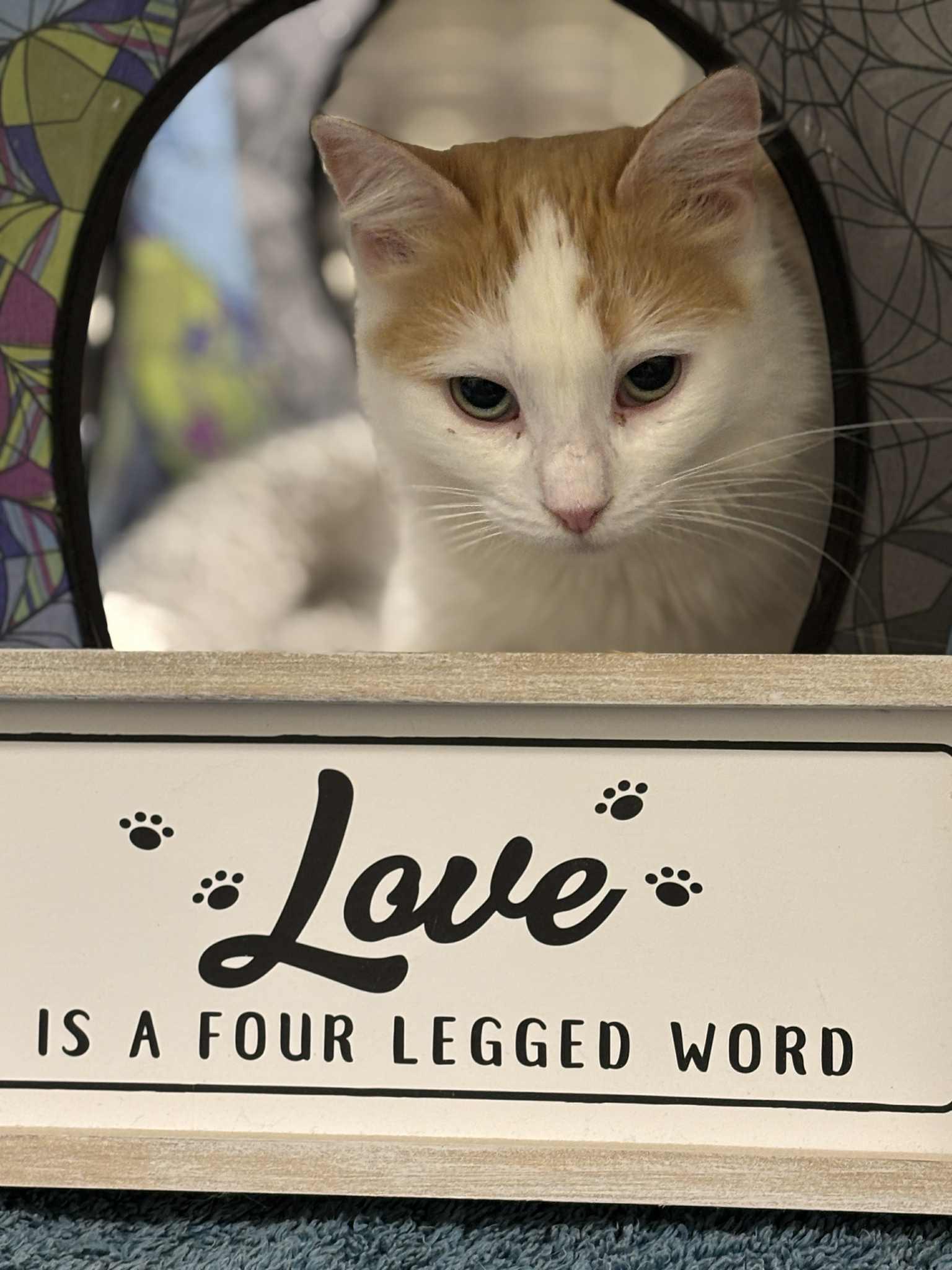 Enlarge Minney , a ADOPTABLE Domestic Medium Hair in London, ON image 3/6