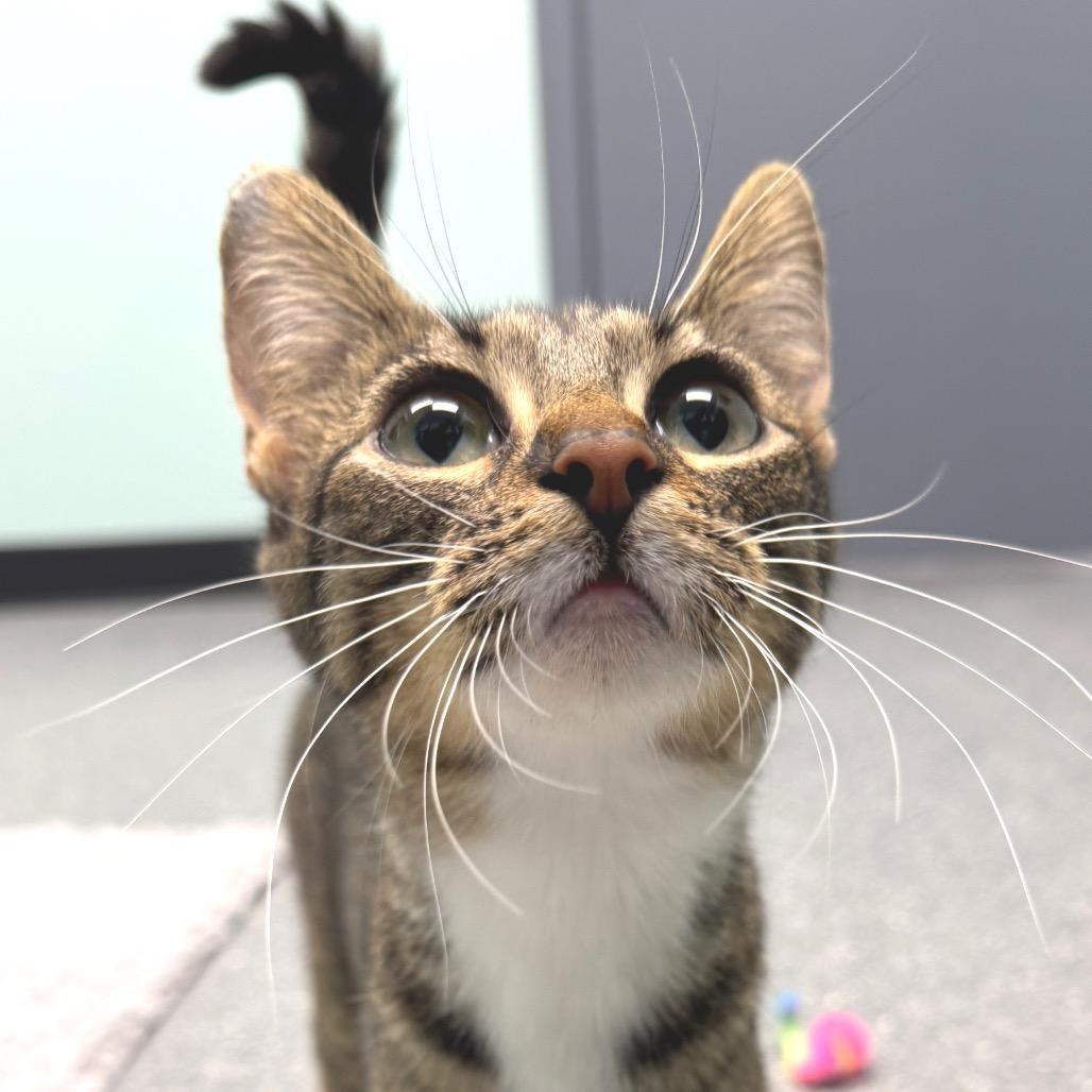 Enlarge Jillian, a Adoptable Domestic Short Hair in Zimmerman, MN image 1/2