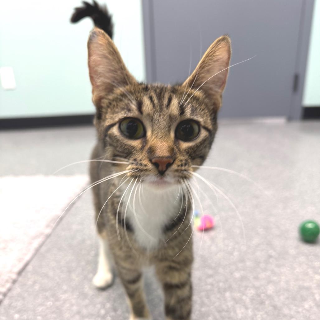 Enlarge Jillian, a Adoptable Domestic Short Hair in Zimmerman, MN image 2/2