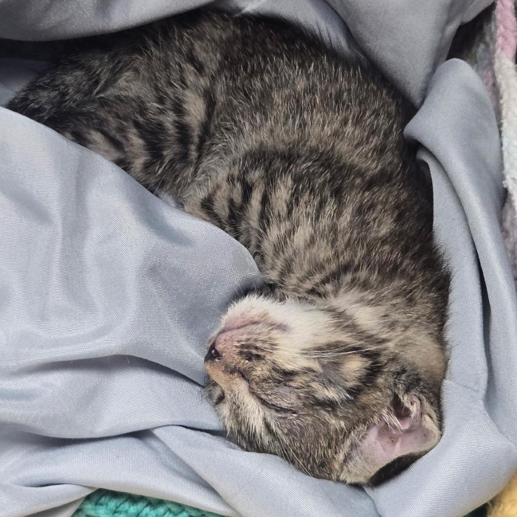 Blossom, Adoptable, Kitten Female Domestic Short Hair.