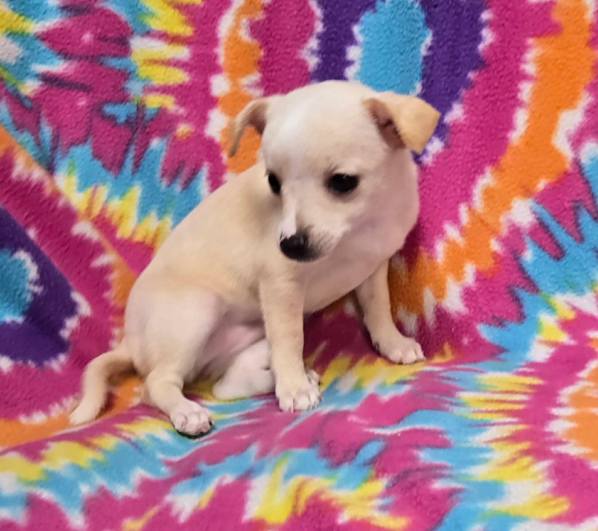 Coconut "Pie", a ADOPTABLE mixed breed in Anderson, SC image 6/6