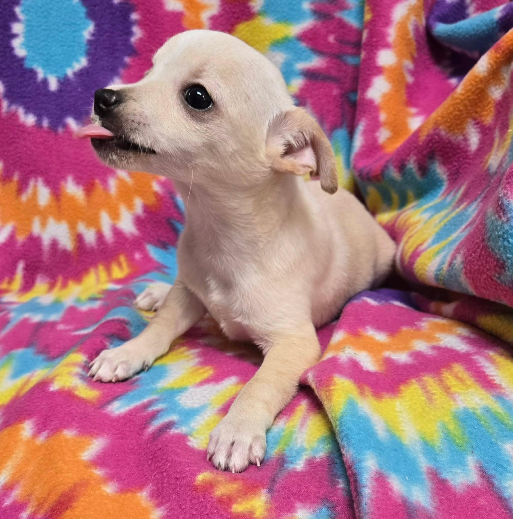 Coconut "Pie", a ADOPTABLE mixed breed in Anderson, SC image 5/6