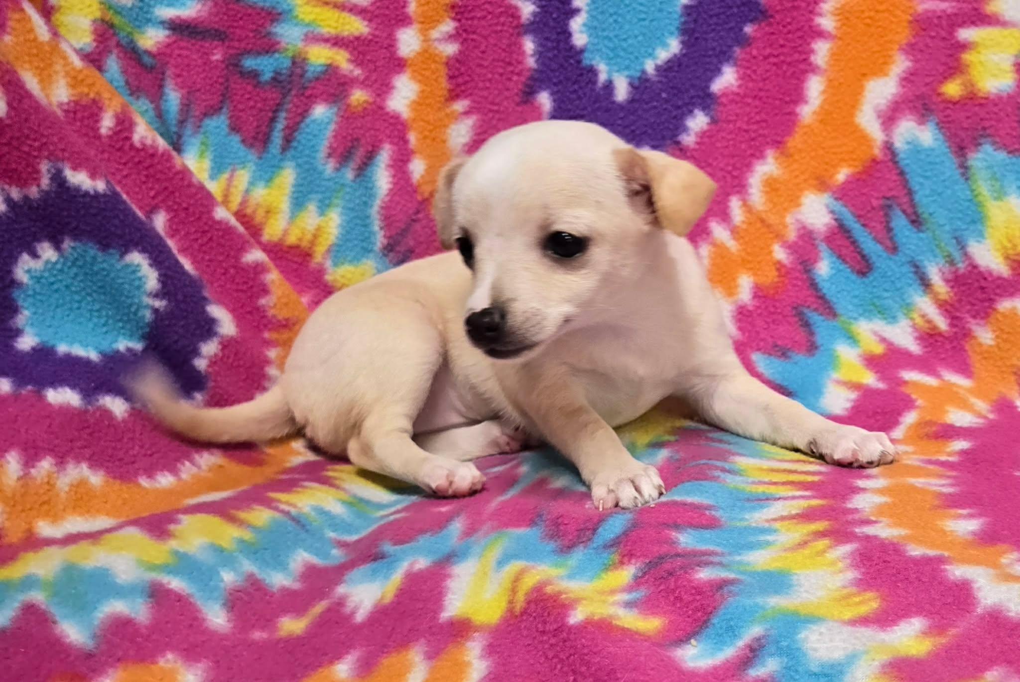 Coconut "Pie", a ADOPTABLE mixed breed in Anderson, SC image 2/6