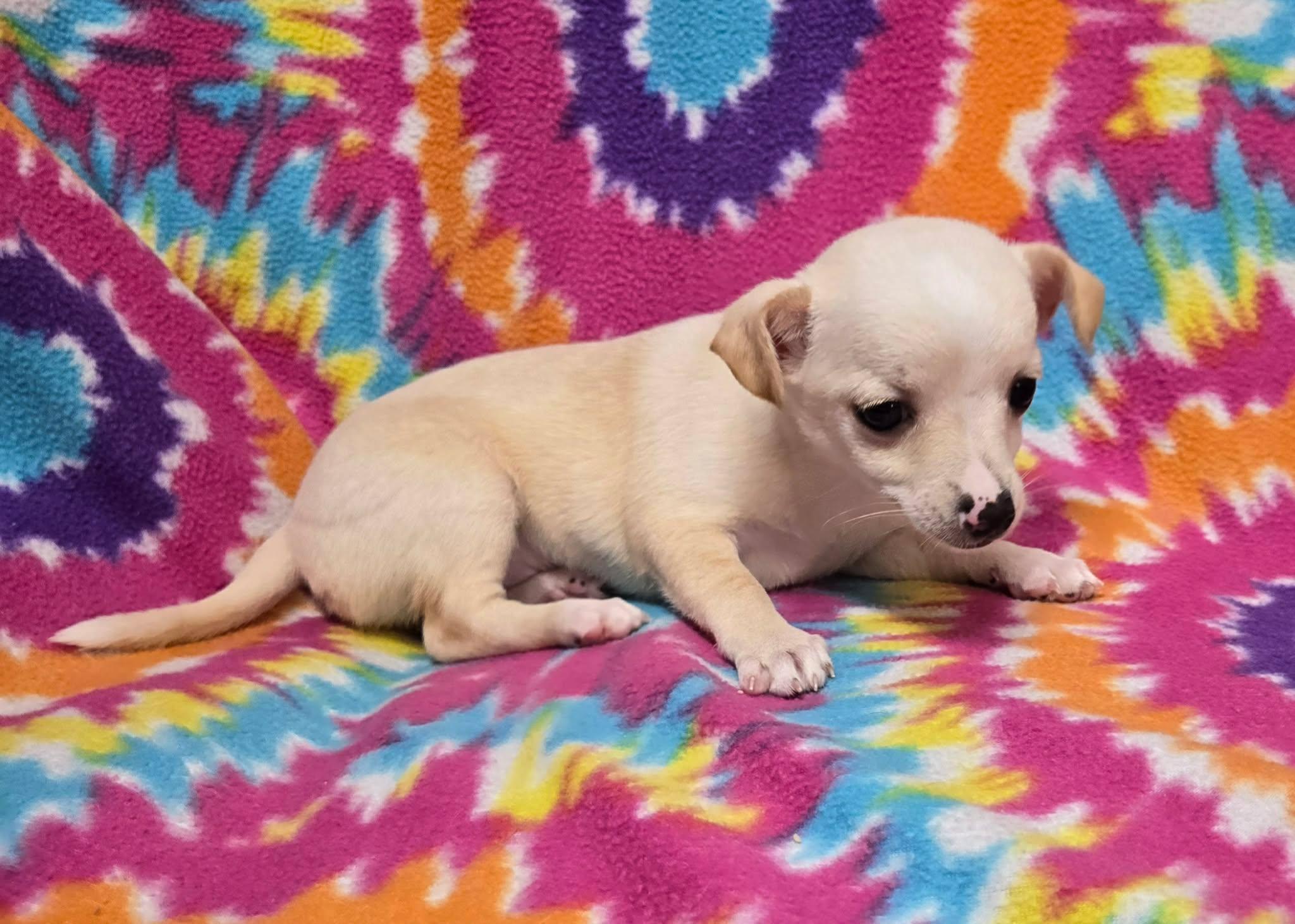 Coconut "Pie", a ADOPTABLE mixed breed in Anderson, SC image 3/6
