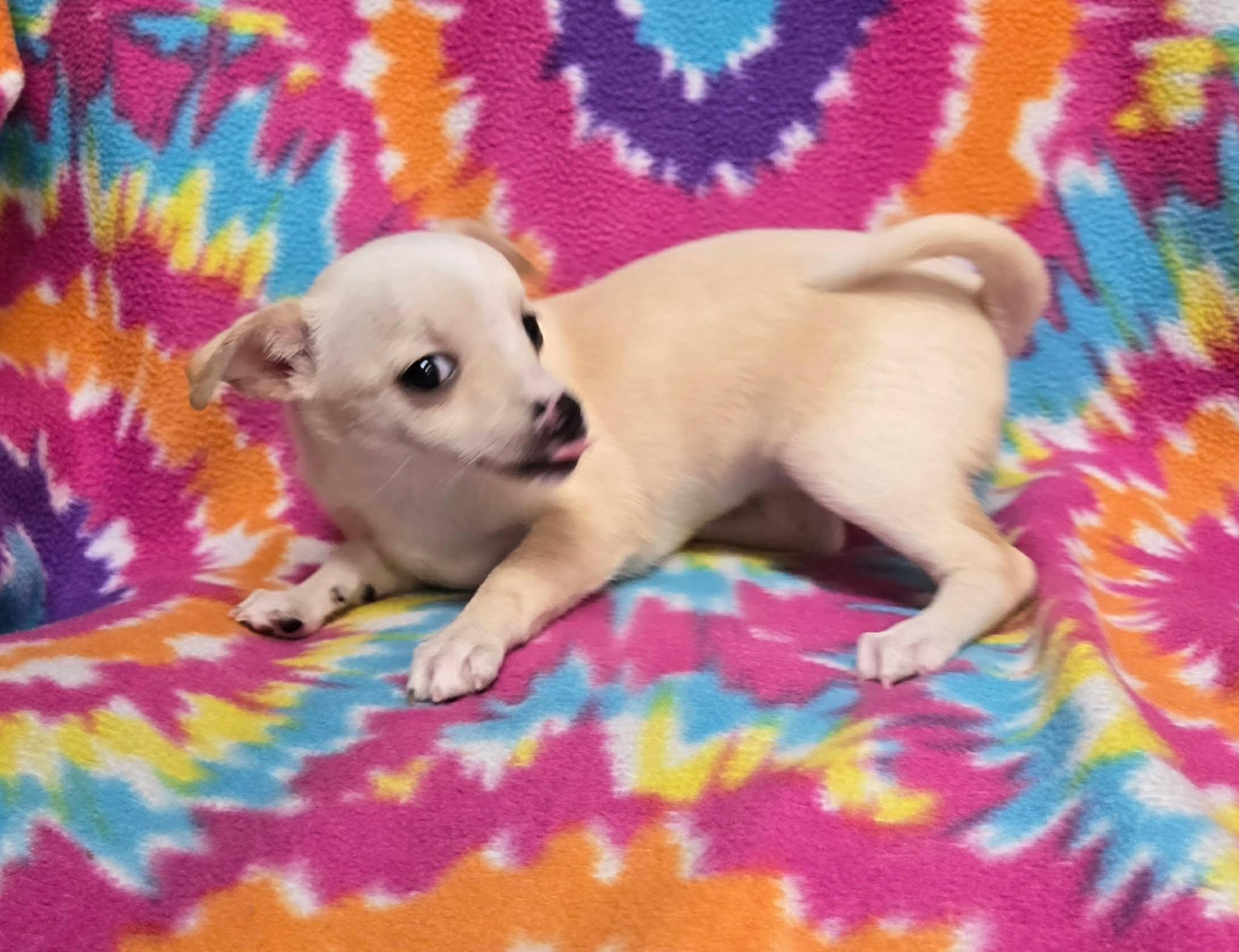 Coconut "Pie", a ADOPTABLE mixed breed in Anderson, SC image 4/6
