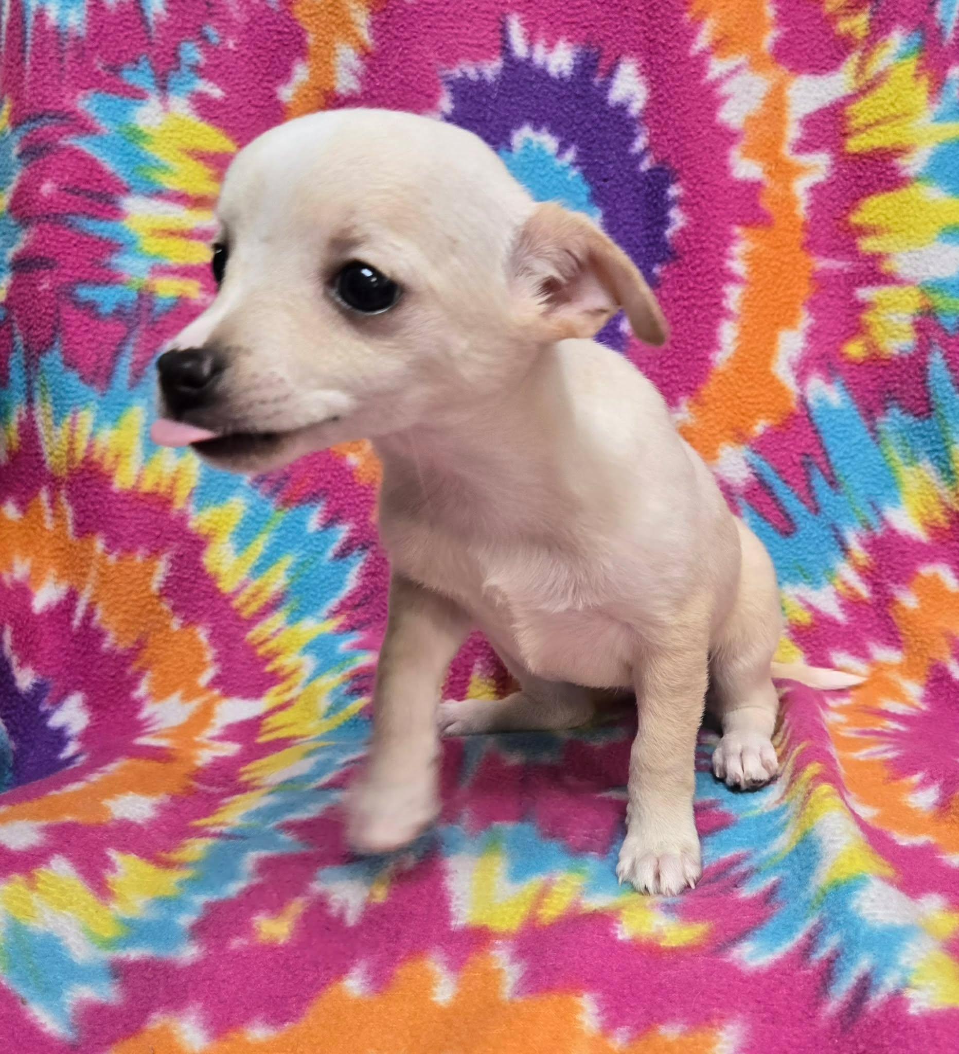Coconut "Pie", ADOPTABLE, Puppy Female Chihuahua.