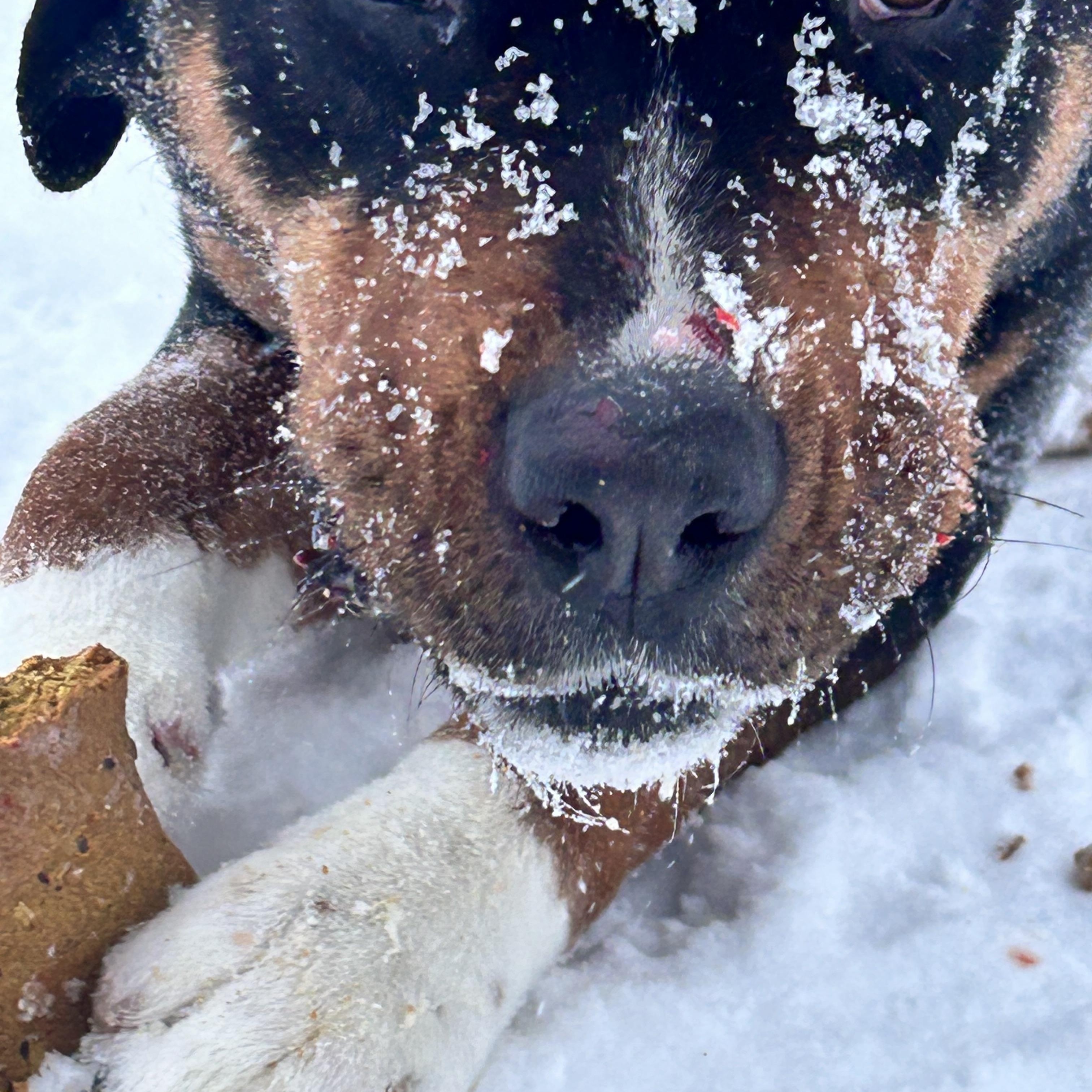 Enlarge Zeus, a Adoptable mixed breed in Edmonton, AB image 6/6