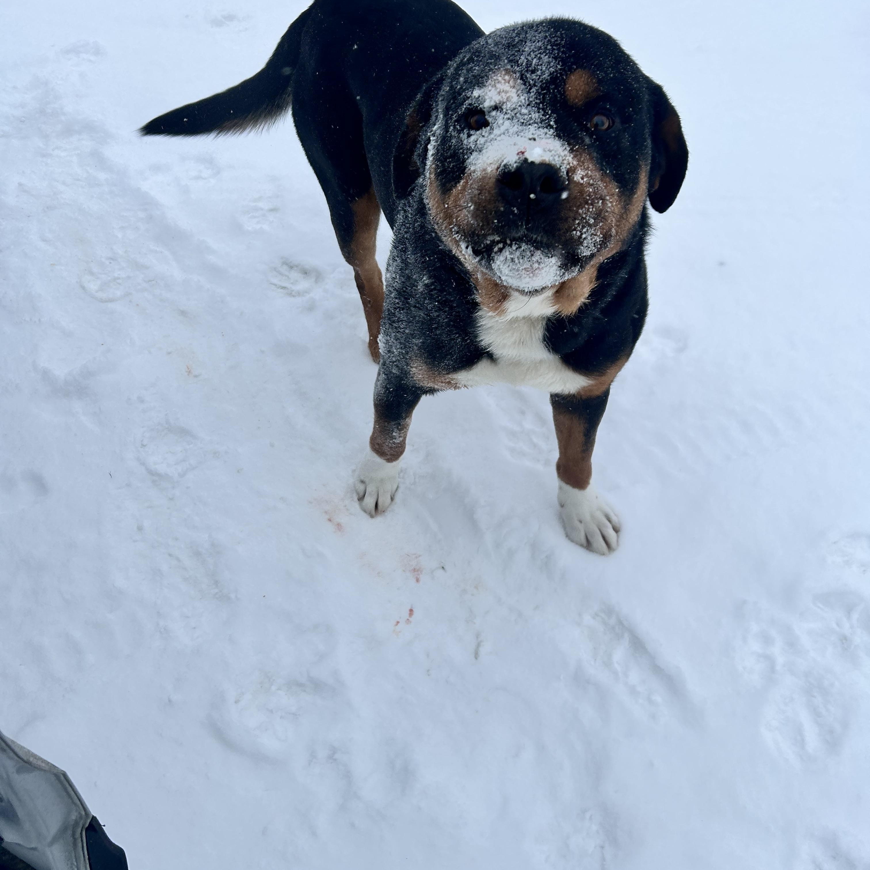 Enlarge Zeus, a Adoptable mixed breed in Edmonton, AB image 4/6