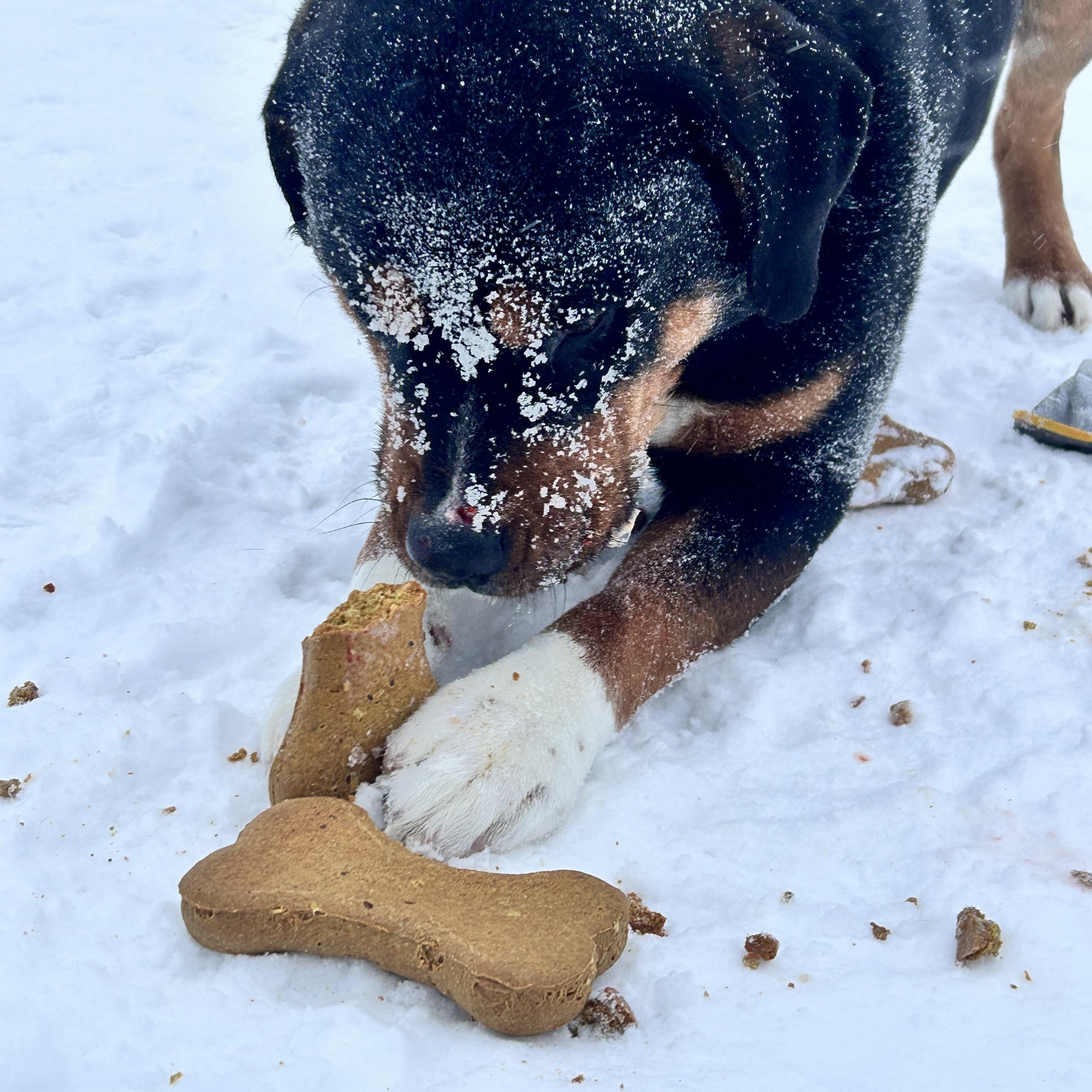 Enlarge Zeus, a Adoptable mixed breed in Edmonton, AB image 3/6