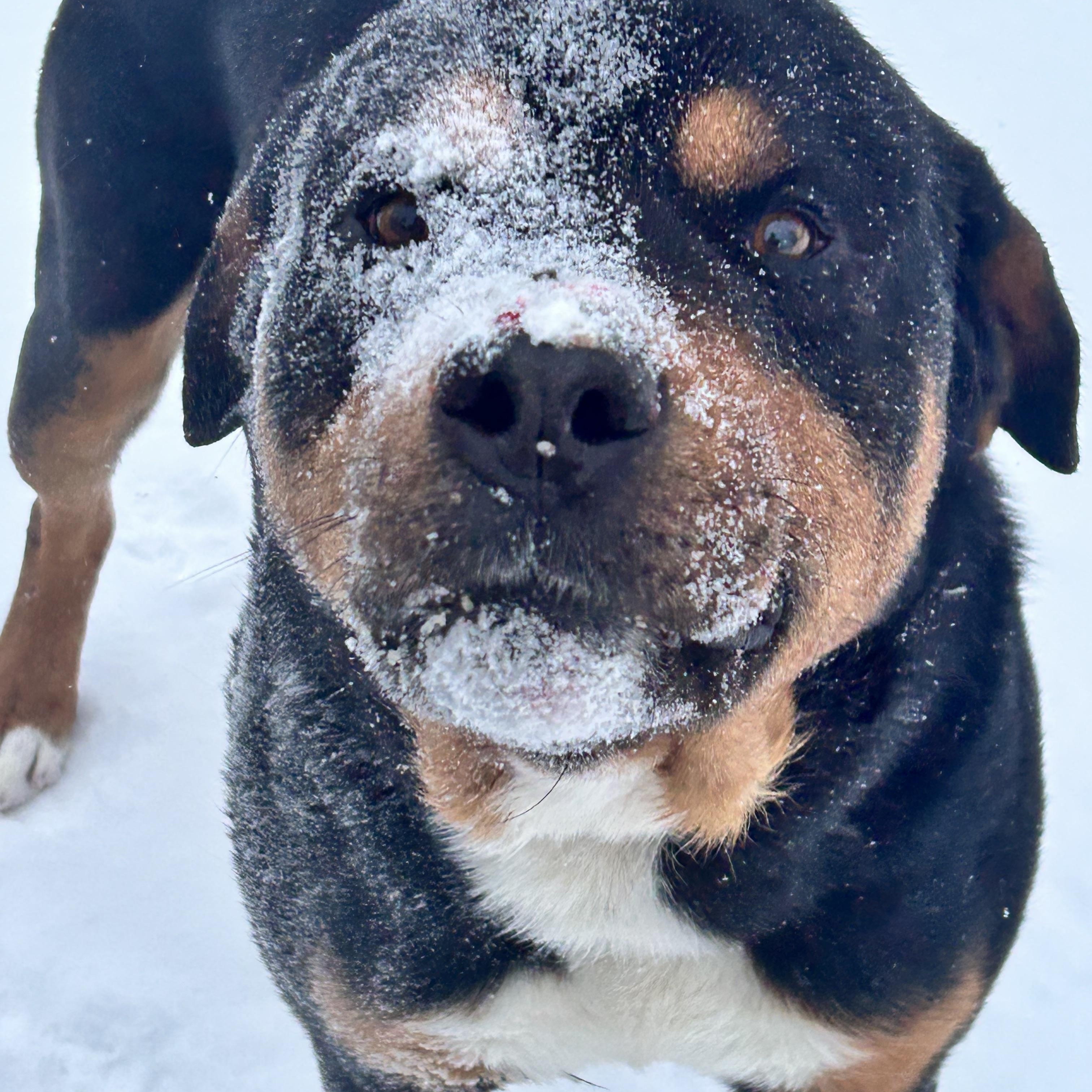 Enlarge Zeus, a Adoptable mixed breed in Edmonton, AB image 1/6