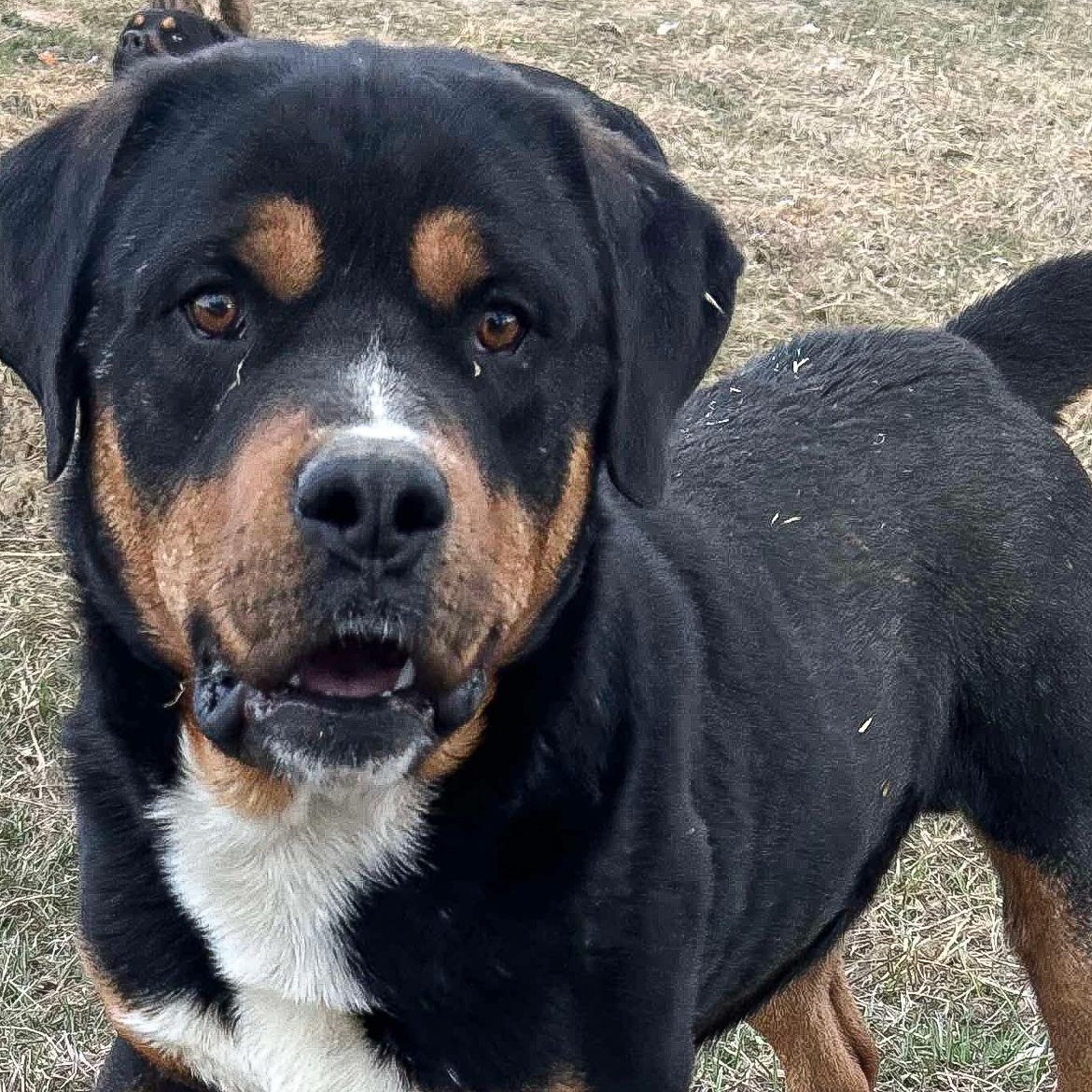 Enlarge Zeus, a Adoptable mixed breed in Edmonton, AB image 2/6