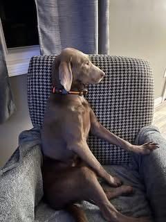 Kora ~courtesy post~