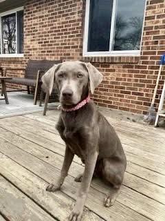 Kora ~courtesy post~