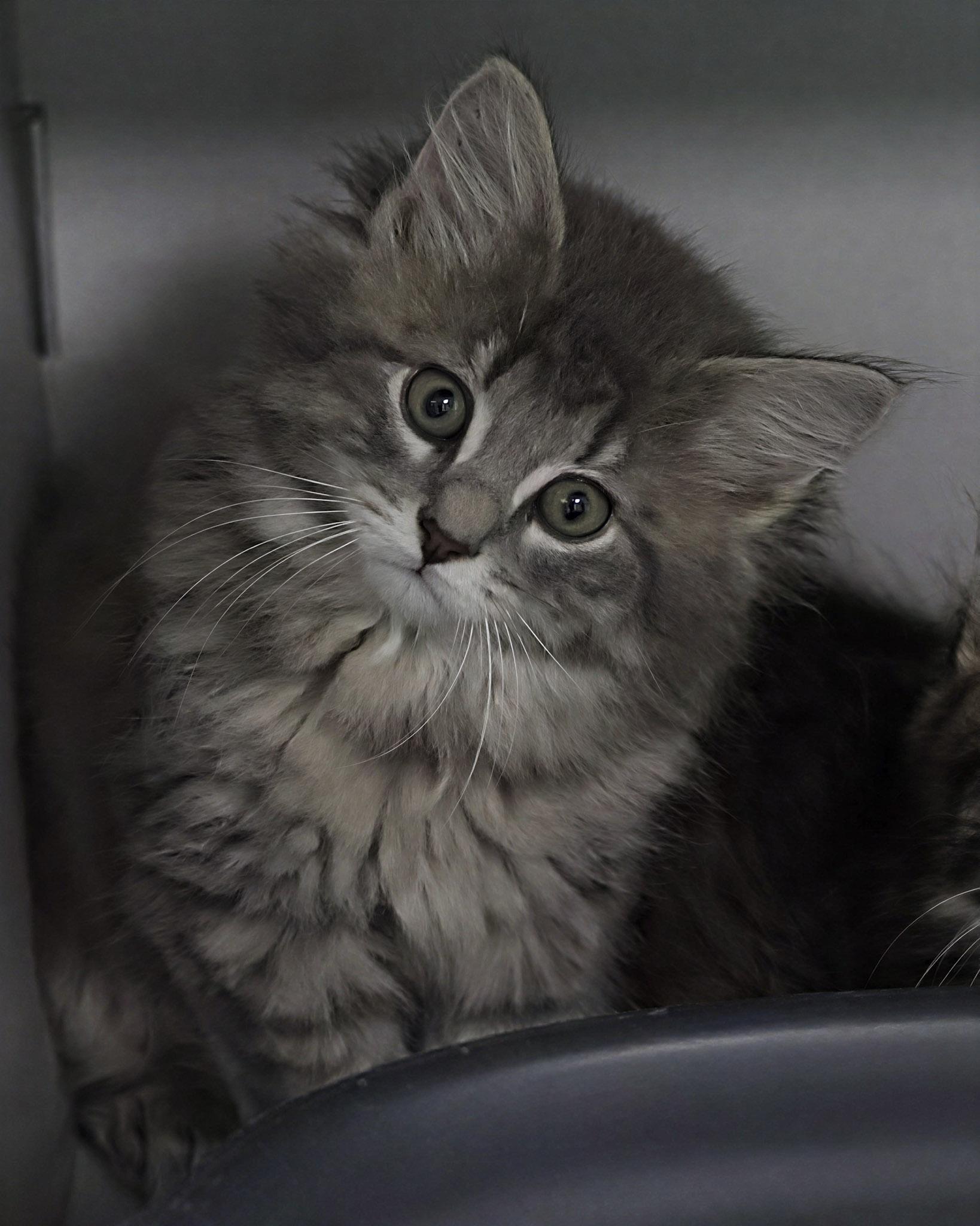 Soft Paws, Adoptable, Kitten Male Domestic Medium Hair.