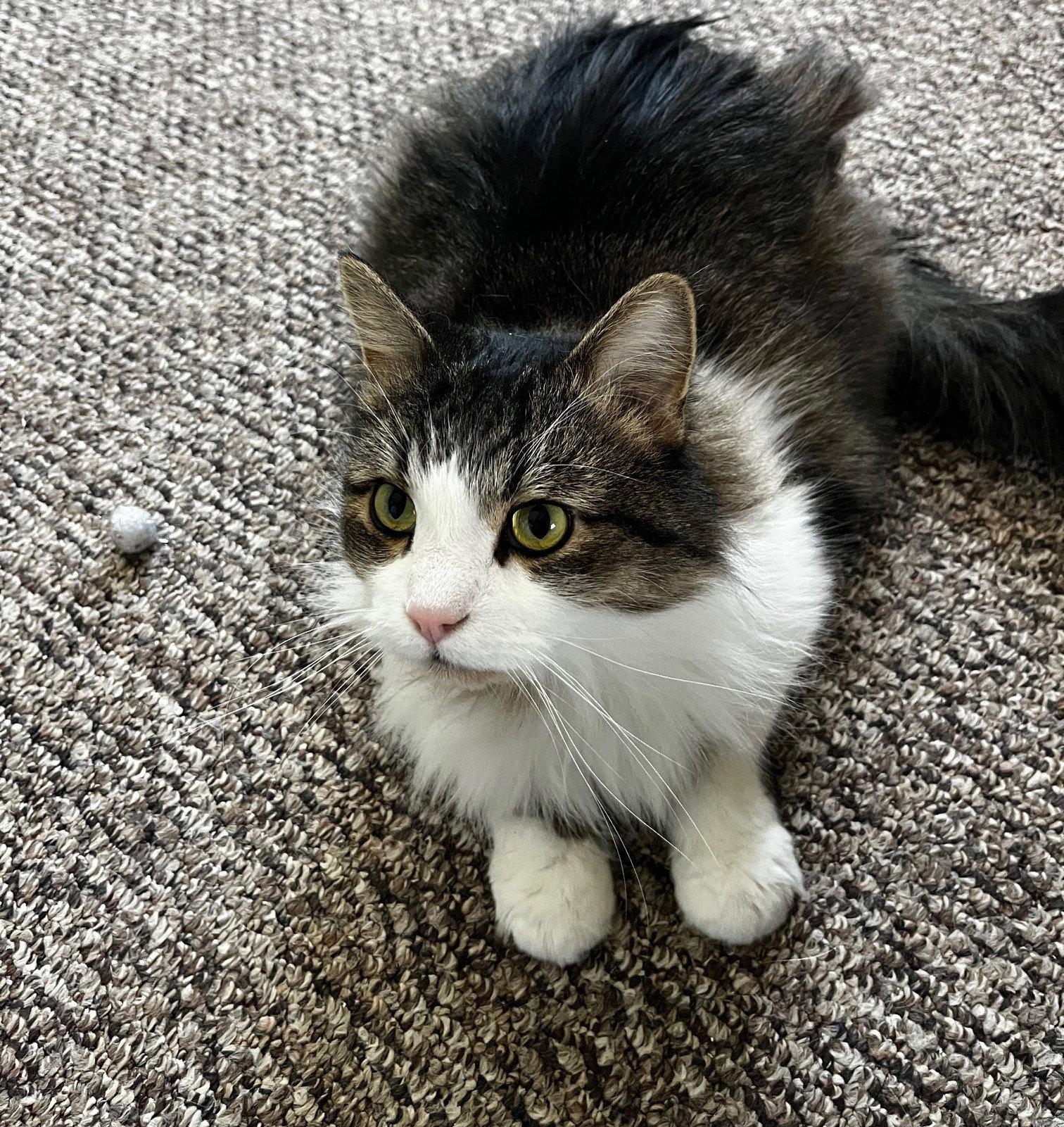 Sunshine (Happy Single), Adoptable, Adult Male Domestic Long Hair.