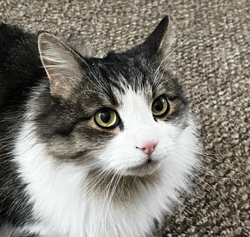 Enlarge Sunshine (Happy Single), a Adoptable Domestic Long Hair in Richmond Hill, ON image 2/3