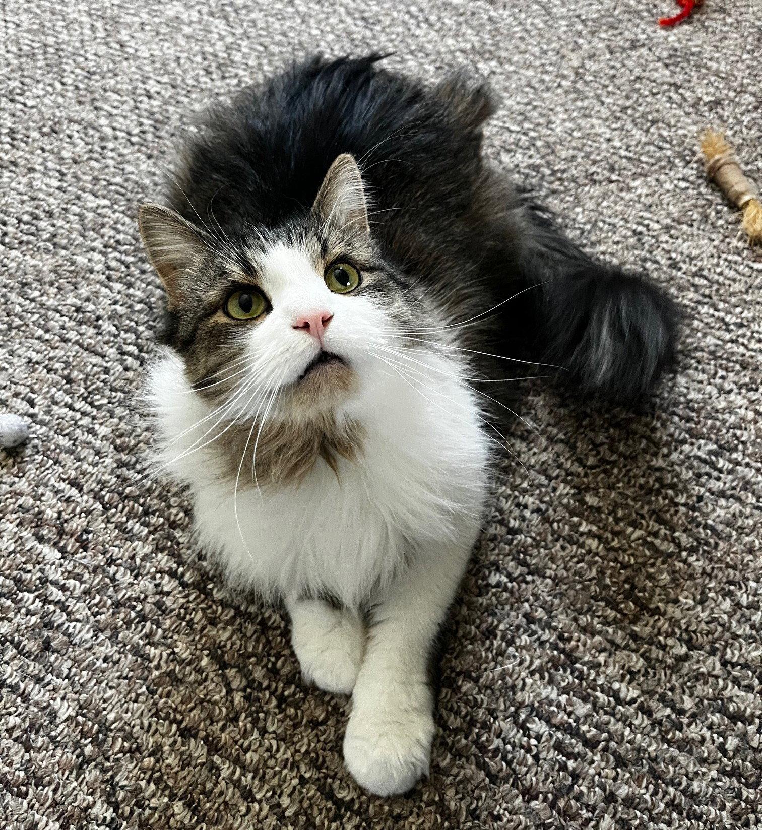 Enlarge Sunshine (Happy Single), a Adoptable Domestic Long Hair in Richmond Hill, ON image 3/3
