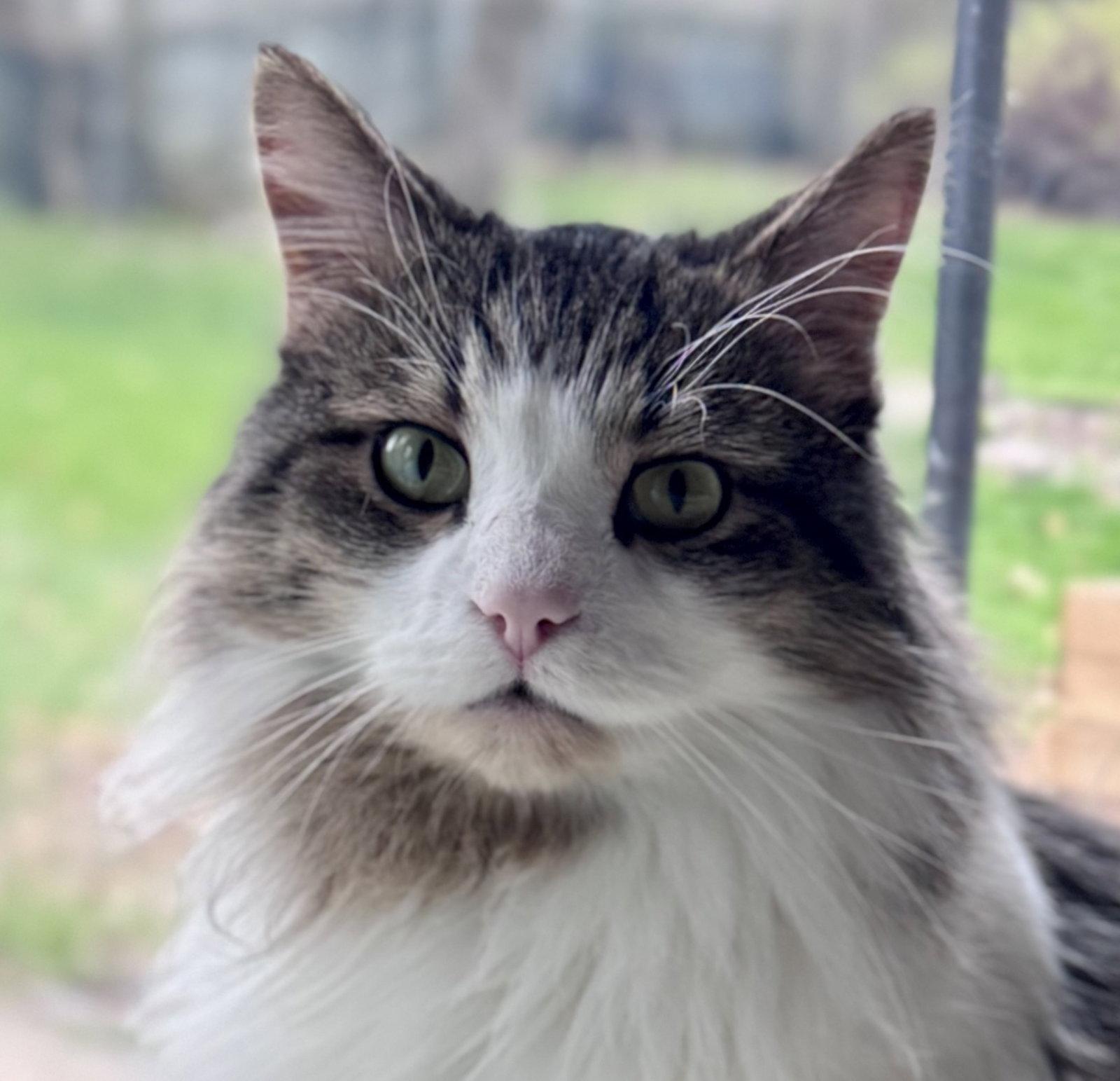 Enlarge Sunshine (Happy Single), a Adoptable Domestic Long Hair in Richmond Hill, ON image 3/3